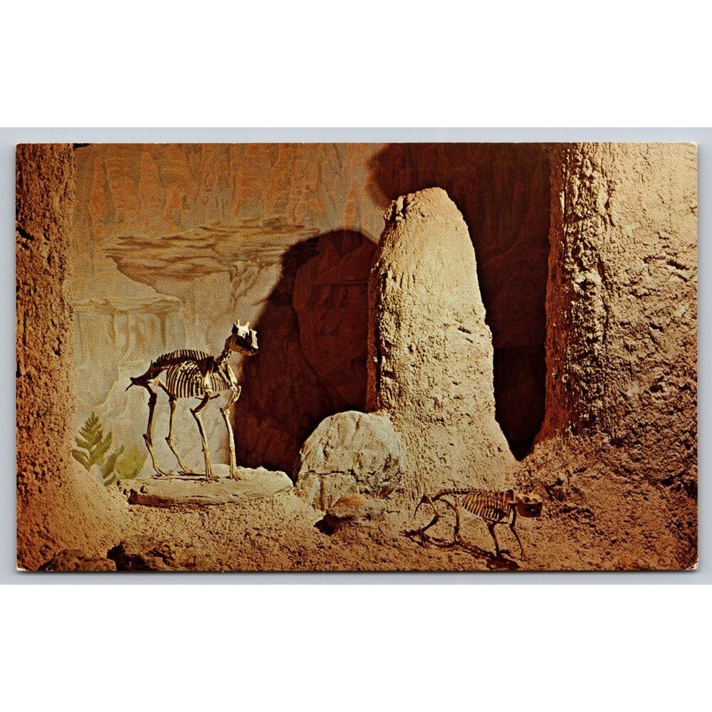 Postcard South Dakota Rapid City School of Mines Museum of Geology Fossils c1960